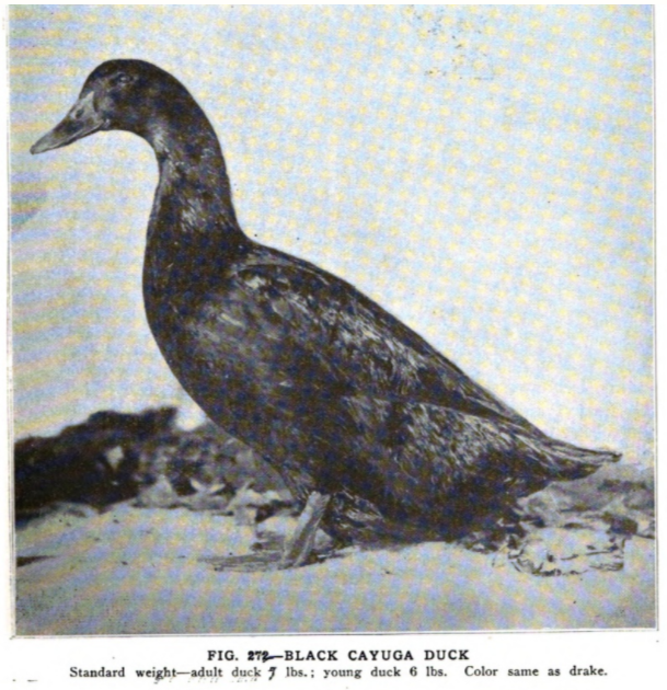 Cayuga Open Poultry Standards Australia