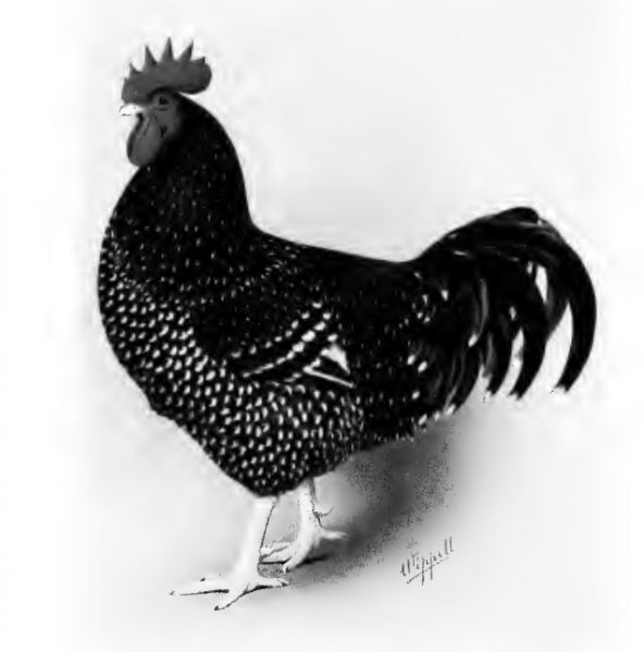 File:Speckled Sussex Male.png