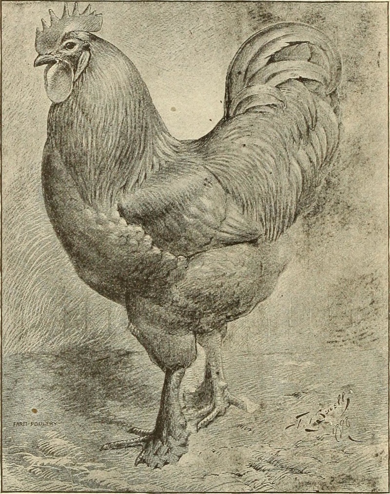 Croad Langshan Open Poultry Standards Australia