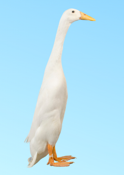 Indian Runner - Open Poultry Standards Australia