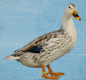 Appleyard Duck OPS.png