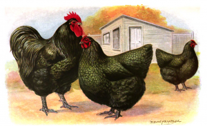 Black Orpington from Standard Bred Poultry 1912.PNG